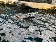 -大阪海游馆