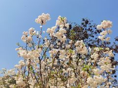 -天适樱花悠乐园