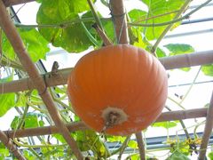 北京观光南瓜园&nbsp;(27)-观光南瓜园