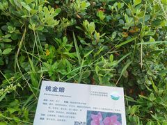 -广东惠东海龟国家级自然保护区