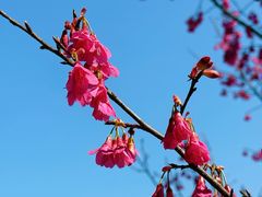 -顾村公园