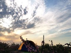 -樂桃源奉贤黄桃种植采摘基地