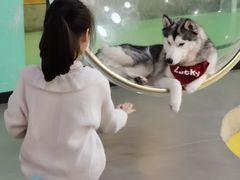 -Husky Go! 哈士奇体验馆·宠物咖啡厅狗咖