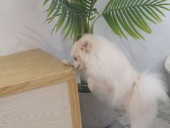 -房东的猫宠物生活馆