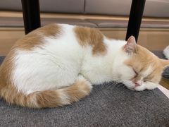 -喵园·猫主题咖啡厅·撸猫·猫咖(国贸店)