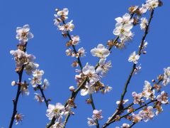 -广州市流溪河国家森林公园