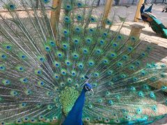 -长白岛森林公园