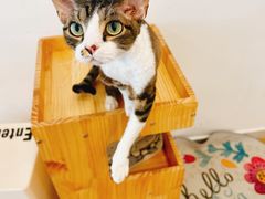 -有喵·猫咖·狗咖·40+猫狗有小奶狗(岗厦店)