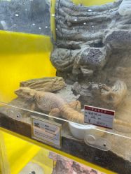 -神奇动物撸宠馆·羊驼·小浣熊·异宠(豫园店)