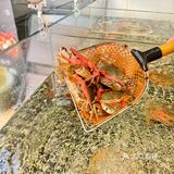 本地人都爱来的黄油蟹，连吃好几天