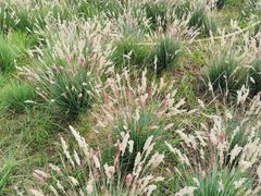 -汉长安城未央宫国家考古遗址公园