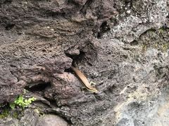 -海口火山口国家地质公园
