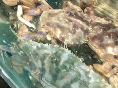 -蓝珊甄选海鲜自助·火锅大排档(近阿那亚店)
