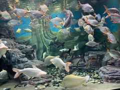 -上海海洋水族馆