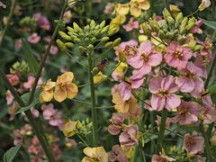 -中国天府农业博览园