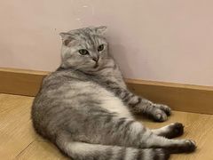 -猫咪派对(江南西店)