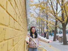 -三里屯东五街银杏大道