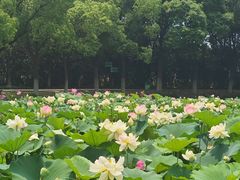 -荷塘月色湿地公园·向阳花洲