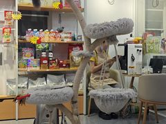 -爱洗澡的猫(天河路店)
