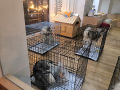 -Husky Go! 哈士奇体验馆·宠物咖啡厅狗咖