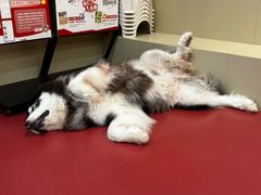 -和它·交个朋友·狗咖猫咖(爱琴海店)