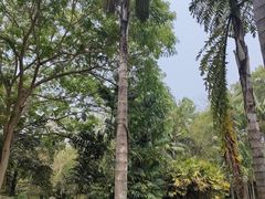 -中国科学院西双版纳热带植物园