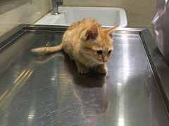 -暖阳宠物医院·犬猫康复中心·骨科
