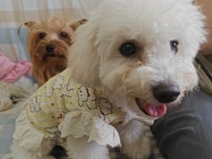 -汪说·狗咖·拼豆·宠物周边DIY(旺城大厦店)