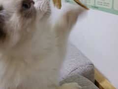-lincat·猫舍(广州店)
