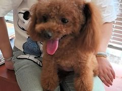 -艾贝尔宠物医院 ·内科全科(梁溪路店)