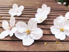 -上海市保健医疗中心