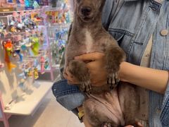 -FAELING PETS美天灵宠物(富力广场店)