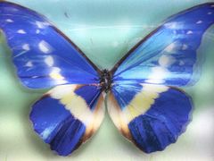 -上海昆虫博物馆