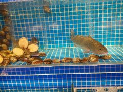 水产区-乔哥铭洋海鲜自助(皇城恒隆广场店)