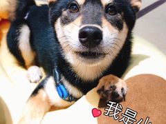 -逗柴咖啡屋·狗咖猫咖宠物桌游