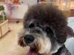 -翊宠yipet猫狗购宠庄园犬舍•猫舍