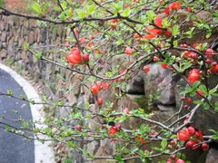 -昆山城市生态森林公园