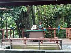 -新加坡飞禽公园