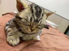 -安安宠医宠物医院·异宠·犬猫内科(岳阳分院)