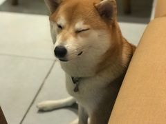 -柴务处·柴犬主题狗咖