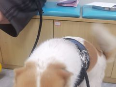 -美联众合爱康动物医院•复杂内科•肿瘤科•牙科•腔镜诊疗中心