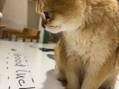 -藏猫猫咖啡主题馆(中央大道店)