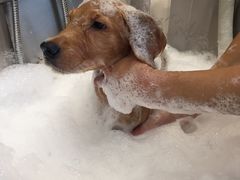 -PETKIT小佩宠物(古北店)