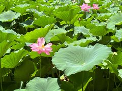 -莲池书院博物馆
