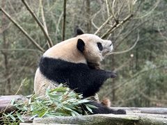 -都江堰中华大熊猫苑