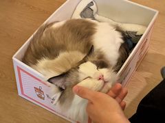 -猫腻·猫咖·撸猫馆(星光大道店)
