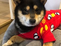 -南京Hallo宠物乐园·哈罗犬舍·柴犬繁育基地