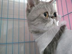 -瑞鹏宠物医院·骨科·猫科·内科(第一中心)