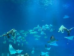 -烟台海昌鲸鲨海洋公园