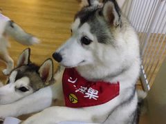 -Husky Go! 哈士奇体验馆·宠物咖啡厅狗咖